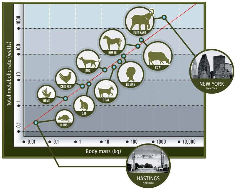The metabolic efficiency of animals is directly proportional to body mass. Cities are the same. Consider New York as the elephant. The number of people on one square mile in Manhattan is 2.5 times the entire population in Hastings, Neb. Hastings was recently named "the greenest city in America," but, compared with New York, its efficiency is akin to that of a mouse.