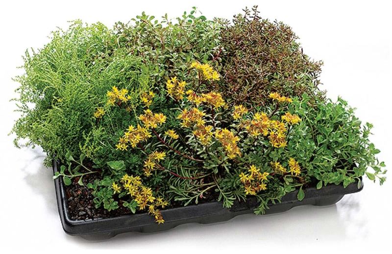 GreenGrid roof systemGreenGridwww.greengridroofs.com

Modular green roofing system offered in three capacities: Ultra-Extensive (2½ inches of soil), Extensive (4 inches), and Intensive (8 inches) - Intensive accommodates larger plants and shrubs