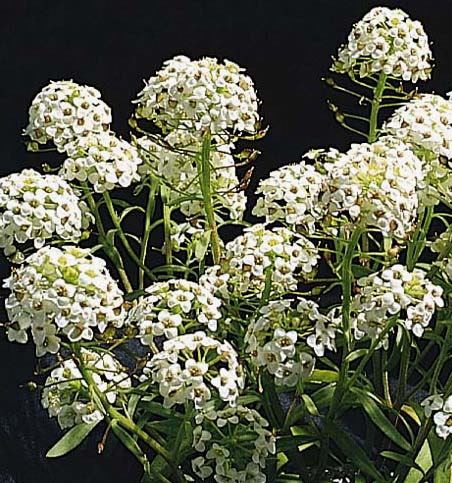 Sweet Alyssum, a flower proposed for the Cleaning Land for Wealth (CL4W) project