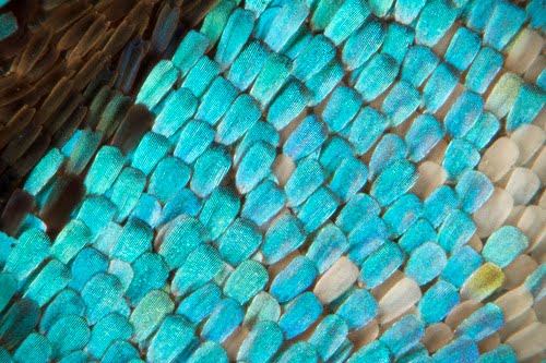 Detail of butterfly wing, revealing the effects of photonic crystals.