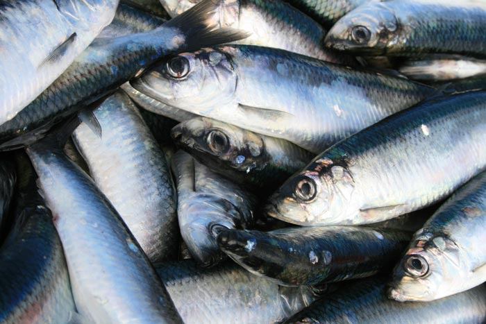 Herring skin flaunts physics-defying optical properties