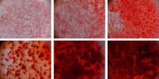 Layered clay particles cause stem cells to become bone cells, as revealed by the formation of bone matrix (in red).
