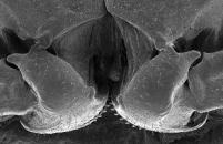 Plan view of the issus nymph's gears as seen through a scanning electron microscope.