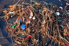 Plastics' slow degradation process results in the dispersal of small particles in the natural environment. Researchers in Italy and Sweden are cultivating microbes that can break down the material in a more environmentally friendly manner.