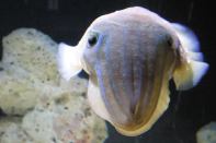 A cuttlefish at Boston's New England Aquarium.