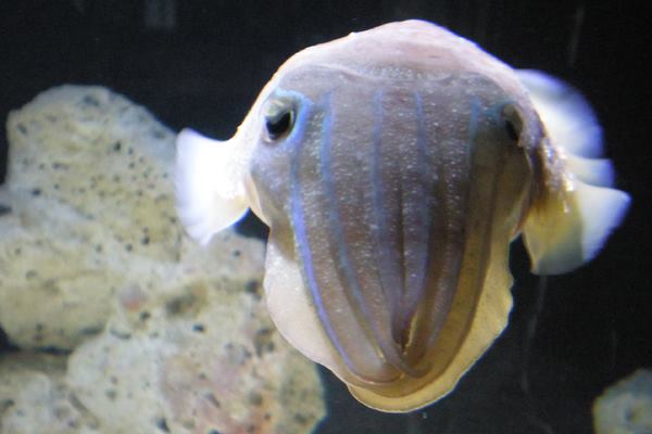 A cuttlefish at Boston's New England Aquarium.