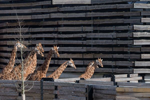 Paris Zoological Park - Architect Magazine