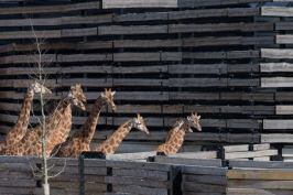 Giraffes walking in front of their wood-slat-clad habitat.