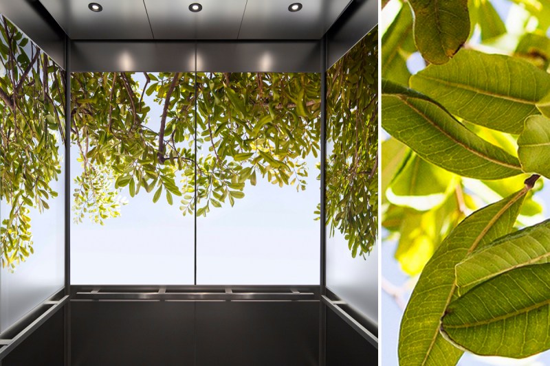 The Zoom
Digital Darkroom, “Canopy” Zoom Image, and ViviGraphix Spectra glass bring
nature’s beauty to a LEVELe Elevator Interior.&nbsp;&nbsp;