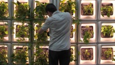 The Active Modular Phytoremediation System uses plants to remove toxins from mechanically supplied air.
