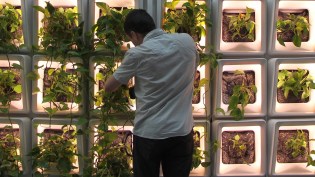 The Active Modular Phytoremediation System uses plants to remove toxins from mechanically supplied air.