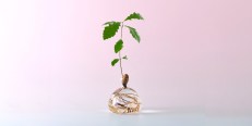Acorn Vase, by Ilex Studio