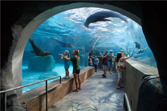 First Marine Mammal Tunnel in N. America