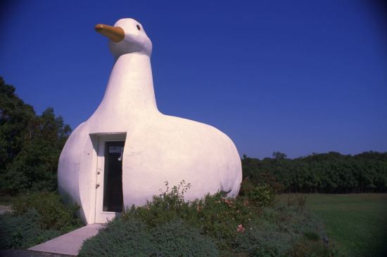 Duck, Long Island, N.Y.