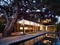 Pool and preserved pine tree in the rear yard.