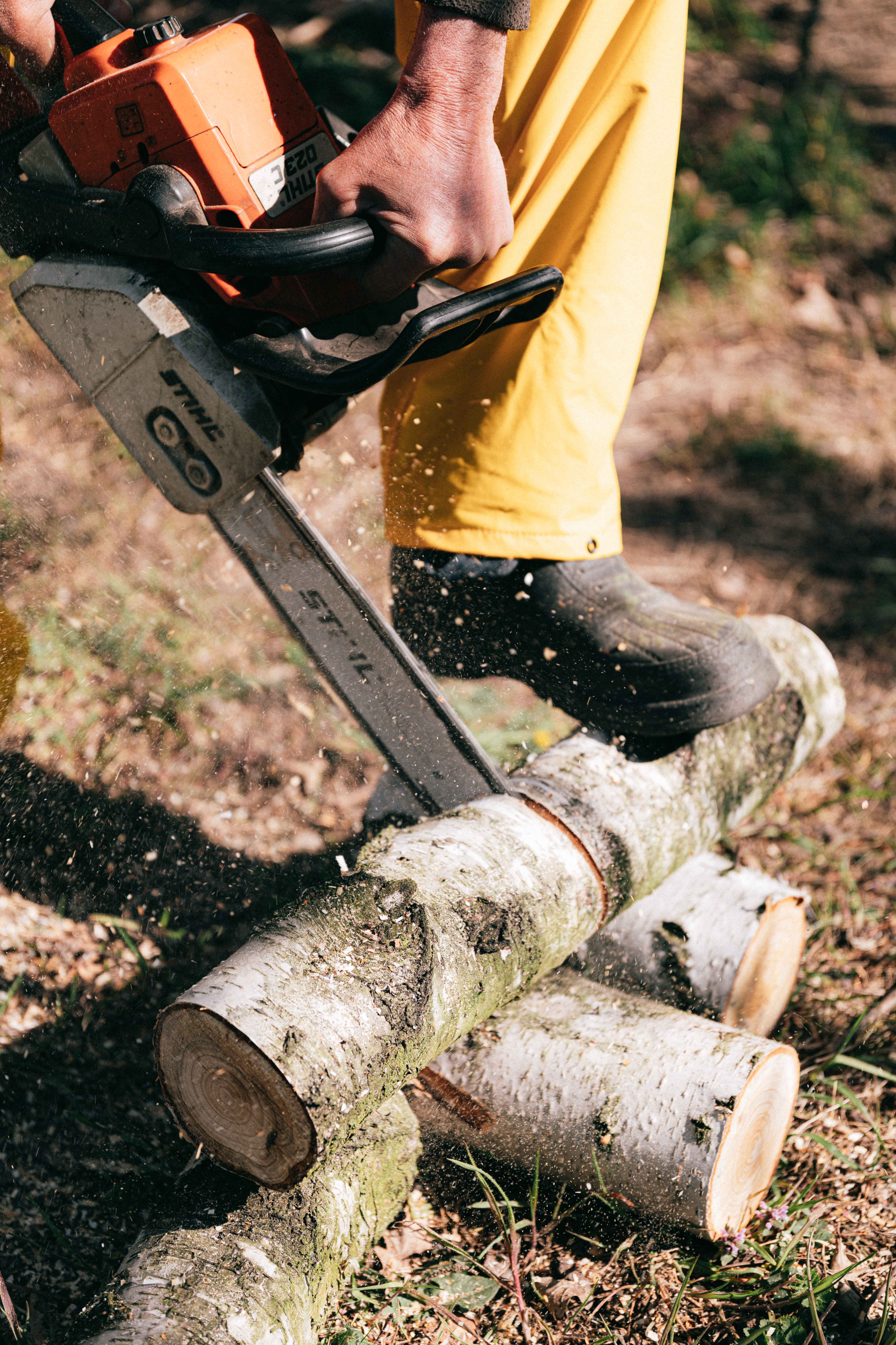 La Jolla Tree Service Experts