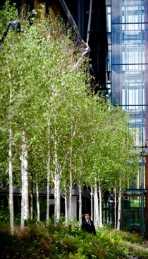 Birch groves.