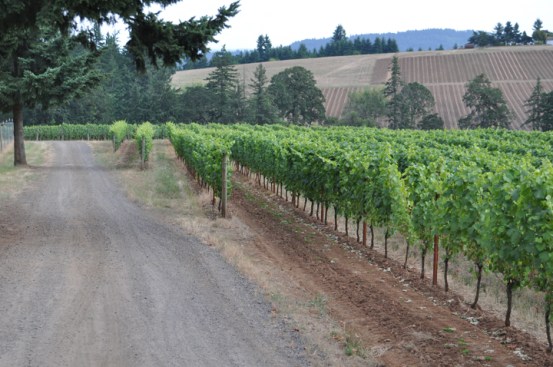 Trout Lily Vineyard