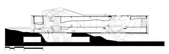 Longetudinal Section