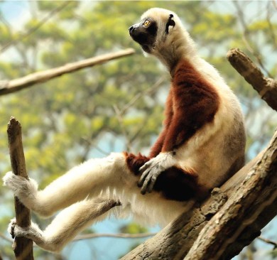 COQUEREL?S SIFAKA