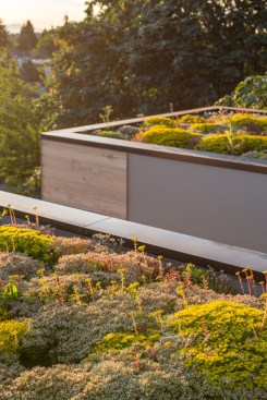 Tsuga Townhomes