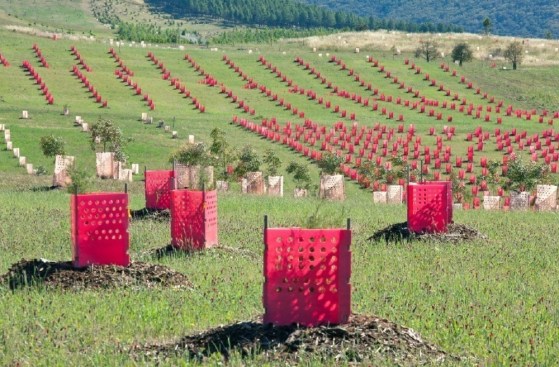 Landscape+Project+of+the+Year%3a+National+Arboretum+Canberra%2c+Australia%2c+designed+by+Taylor+Cullity+Lethlean+and+Tonkin+Zulaikha+Greer