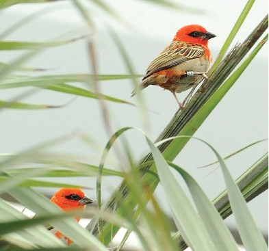 RED FODY