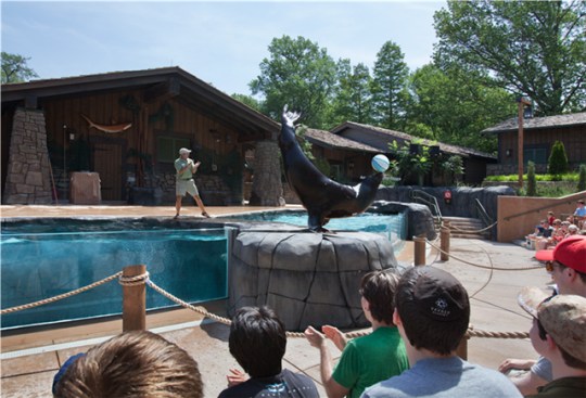 Sea Lion Show