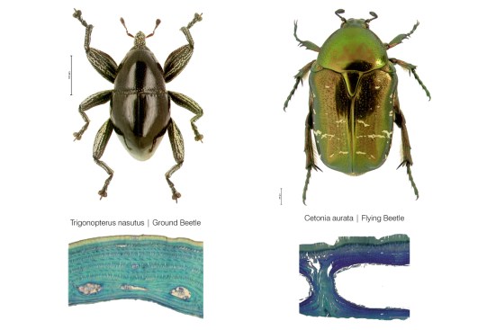 Comparison of internal elytron architecture in flying and flightless beetle