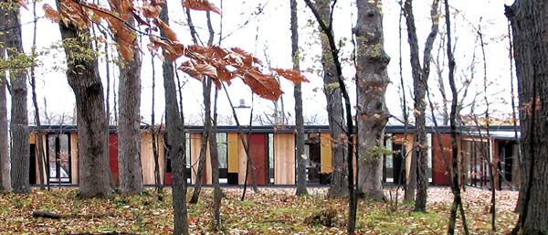 The house recedes into the background, letting the forest dominate the landscape