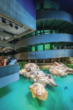 Visitors at the New England Aquarium watching the penguins swim.