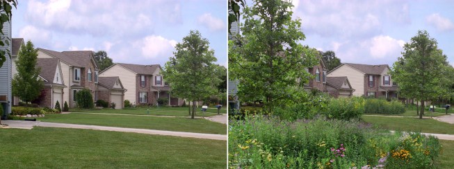 Joan Nassauer’s concept for rewilding suburban lawns