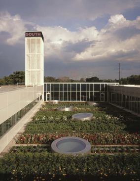 Sunflowers, sweet potatoes, and a variety of herbs are among the flowers and produce grown in the rooftop garden. Produce is cooked in the center's kitchen. 