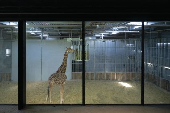 Back-of-house area in the giraffe enclosure.